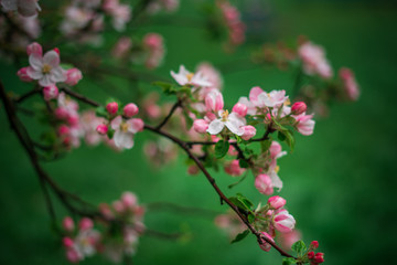 Obraz premium Spring, May pink, white flowers, apple orchard, trees bloom on a blurry background of green grass and rain in cloudy weather. Blooming background with copy space and tabs for text.