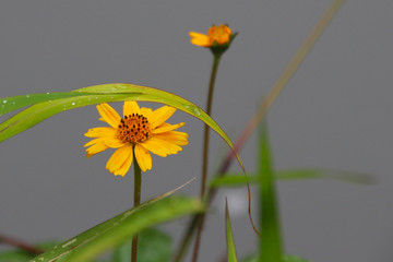Yellow flower on pond