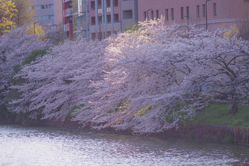 東京都市ヶ谷の桜と街並み