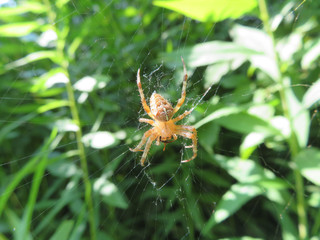 closeup of a spider on a web