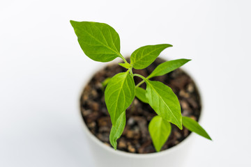 green sprouts of red hot pepper in a pot on a white isolated background