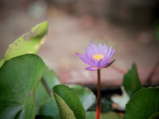 Obraz premium lotus flower