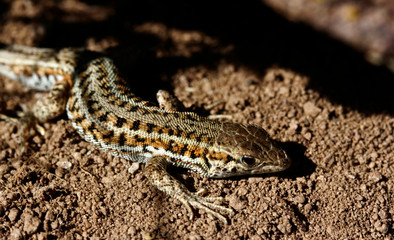cute lizard in nature close-up