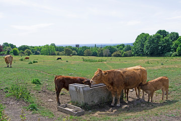 Cows on a meadow, in Felkirk, South Hiendley, Wakefield.