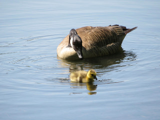 canada goose with gosling swimming on the lake