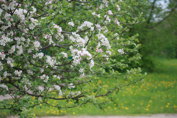 цветущая яблоня,blooming apple tree,