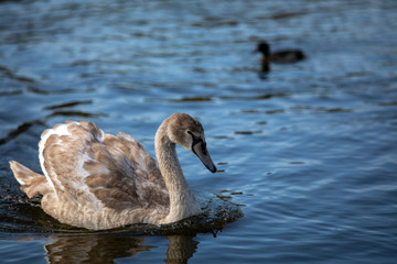 Cygnet swimming