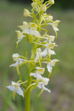 berg waldhyazinthe , Platanthera chlorantha , seltene heimische orchideenart , Fundort gr&uuml;nes band n&auml;he l&uuml;derbach in nordhessen
