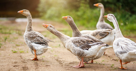 Geese on the farm Rural landscape Sun flare