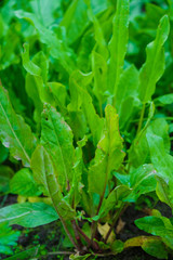   Sorrel leaves in the soil on a sunny morning in Ukrainian agriculture. Healthy eating concept. Copy space. Vertical image.