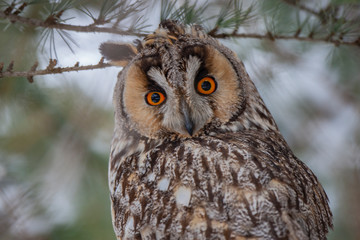 Long-eared Owl (Asio otus) wildlife habitat bird.
