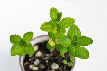 mint green in a small pot on a white isolated background, home garden, sprouting
