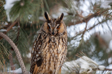 Long-eared Owl (Asio otus) wildlife habitat bird.