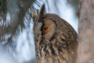 Long-eared Owl (Asio otus) wildlife habitat bird.