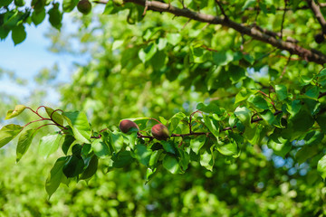 Apricot tree branch with ripening fruits. Spring sunny morning in the Ukrainian garden.