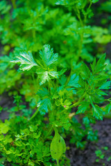 Dewy parsley leaves in a field on a sunny morning in Ukrainian agriculture. Copy space. Vertical image.