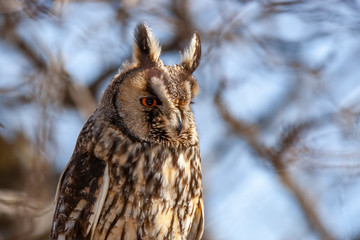 Long-eared Owl (Asio otus) wildlife habitat bird.
