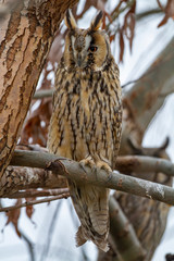 Long-eared Owl (Asio otus) wildlife habitat bird.
