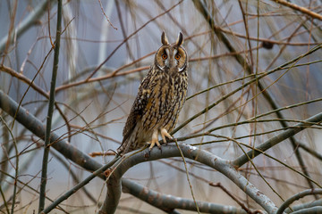 Long-eared Owl (Asio otus) wildlife habitat bird.