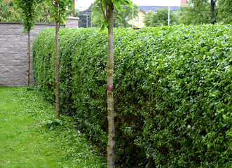 green hedge trimmed in the garden yard lawn trees in row alley evergreen edge round