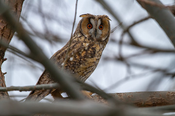 Long-eared Owl (Asio otus) wildlife habitat bird.