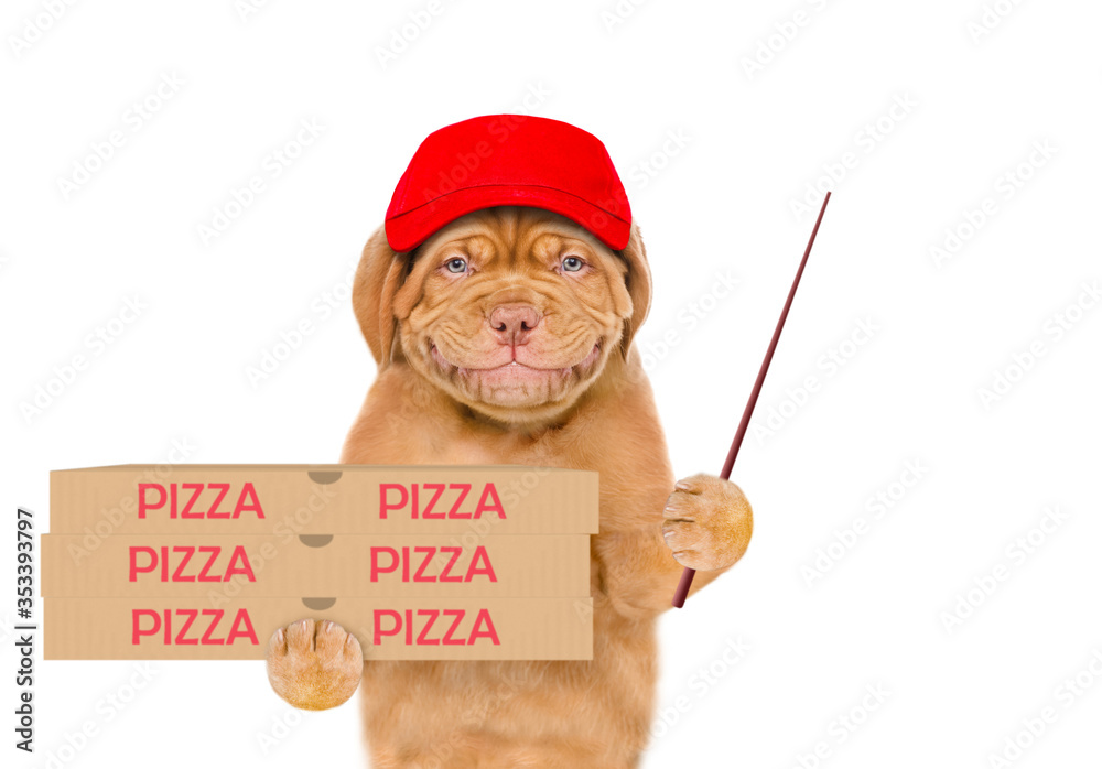 Poster Smiling pizza delivery puppy wearing blue cap holds pizza boxes and points away on empty space. isolated on white background