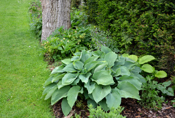 decorative leaves, has narrowly lanceolate to broadly ovate leaves colored blue and without...