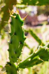 prickly pear cactus