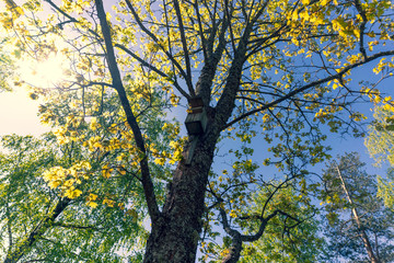 Oak tree with new leaf growth in early spring standing alone in a field, dog standing next to it on a cloudy sky. Birdhouse for birds hanging on a tree. Latvia