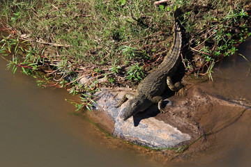 Lying on a rock at the edge of a murky river, a crocodile enjoys the midday sun in South Africa.
