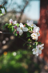 Blossoming branch of apple tree on a background of a wooden arbor, spring floral background, the beauty of nature