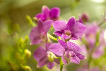 Natural photos: Popularly grown orchids (Vietnam)