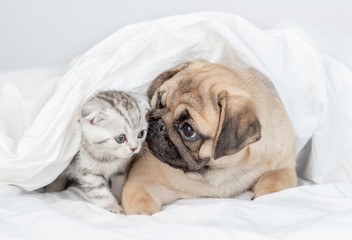 Pug puppy sniffs baby kitten under a warm blanket on a bed at home