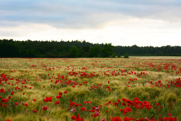 Summer sunrise over field with poppy flowers on the island of Gotland, Sweden