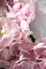 Fototapeta na wymiar Light tender pink hydrangea bouquet, closeup photo