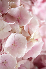 Fototapeta na wymiar Light tender pink hydrangea bouquet, closeup photo
