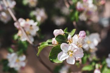 Blossoming branch of apple tree, spring floral background, beauty of nature