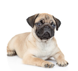 Pug puppy lies and looks at camera. isolated on white background