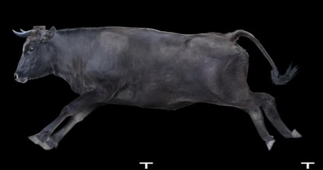 Black bull running realistic animation. Isolated animal video including alpha channel allows to add background in post-production. Element for visual effects.