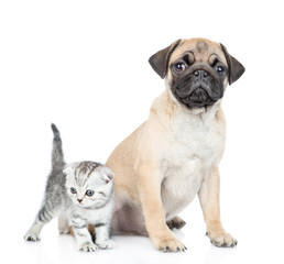 Obraz premium Pug puppy sits with scottish kitten and looks at camera. isolated on white background