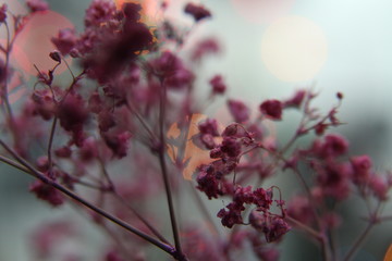 flowers in the rain