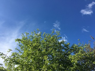 green leaves and blue sky