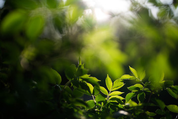 Blätter Zweige im Sonnenlicht Baum Lichtspiel
