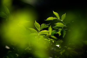 Blätter Zweige im Sonnenlicht Baum Lichtspiel