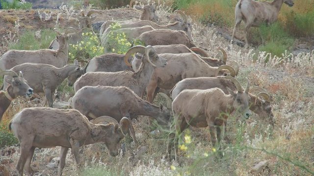 Close up shot of many Bighorn sheep eating grass in Hemenway Park