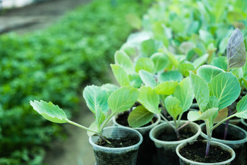 Young sprouts of cabbage seedlings in greenhouse
