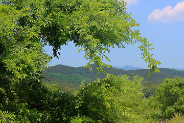 Obraz premium 먼산과 푸른나무가지