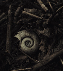 snail river shell in foliage