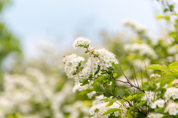A shrub blooming with white flowers against a blue sky. The photo is suitable for screensavers, Wallpapers, and postcards.