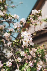 Blossoming branch of apple tree, spring floral background, beauty of nature